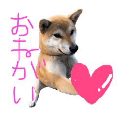 [LINEスタンプ] 柴犬サクラ