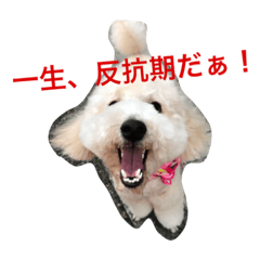 [LINEスタンプ] トイプードルのイアリくん第2弾です。