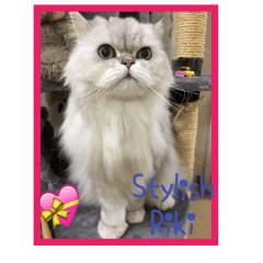 [LINEスタンプ] Stylish Persian Cat Riki (English Ver.2)