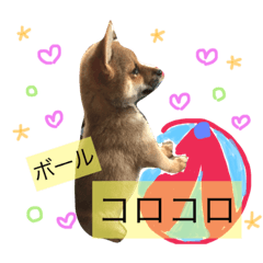 [LINEスタンプ] 柴犬ハク