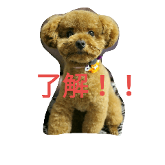 [LINEスタンプ] アポロスタンプ