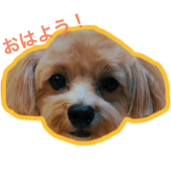 [LINEスタンプ] よるぺぺ