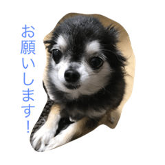 [LINEスタンプ] チワワのちびはな2