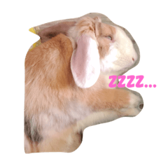 [LINEスタンプ] ピョン吉くんの日常