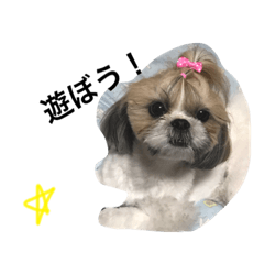 [LINEスタンプ] シーズー犬 ララちゃんの画像（メイン）