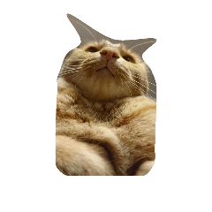[LINEスタンプ] ねこのトラジン