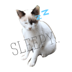 [LINEスタンプ] 岡田ノラ