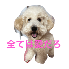 [LINEスタンプ] トイプードルのイアリくん