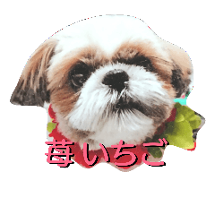 [LINEスタンプ] シーズー大好き！-いちごちゃん-