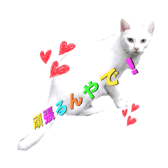 [LINEスタンプ] 白猫かーさんファミリー