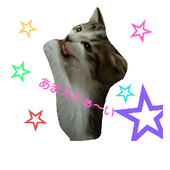 [LINEスタンプ] Neko daisuki