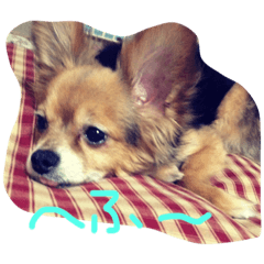 [LINEスタンプ] ちゃちゃまる！