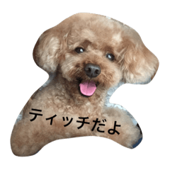 [LINEスタンプ] tinypoodle titch