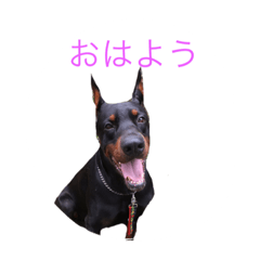 [LINEスタンプ] dobermann