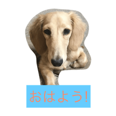 [LINEスタンプ] ミニチュアダックスのウユくん