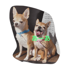 [LINEスタンプ] Dog Sora and Hana4