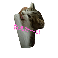 [LINEスタンプ] Iyasareru stamp