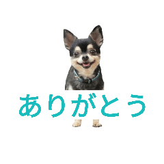 [LINEスタンプ] わんこ手芸部のなかまたち