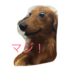 [LINEスタンプ] my  dachshund