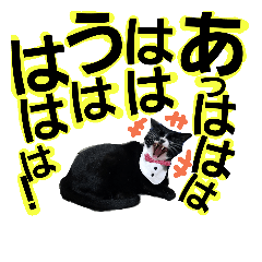 [LINEスタンプ] ねこちゃん達が家族との会話をサポート。