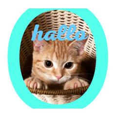 [LINEスタンプ] 茶トラむっくんの日常すたんぷ！