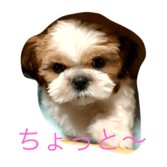 [LINEスタンプ] ひなひなぶー