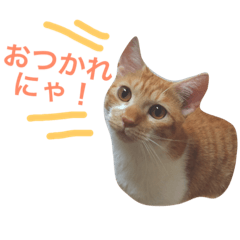 [LINEスタンプ] 猫のデコ