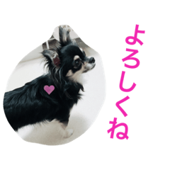 [LINEスタンプ] チワワのくぅちゃん