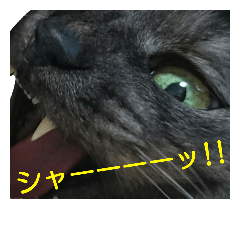 [LINEスタンプ] 実写版フクタン