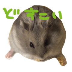 [LINEスタンプ] ぽんたさんのスタンプですよ