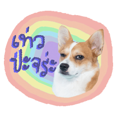 [LINEスタンプ] Corgi Pink Pink