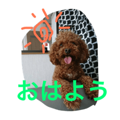 [LINEスタンプ] ぶさカワ犬 ピノ