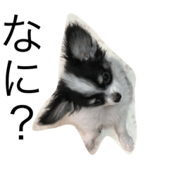 [LINEスタンプ] dog photo Chihuahua's sokun2