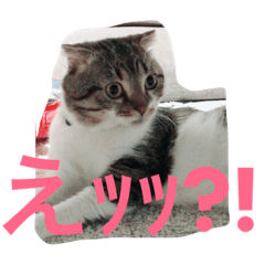 [LINEスタンプ] ぼく、大吉ニャン。