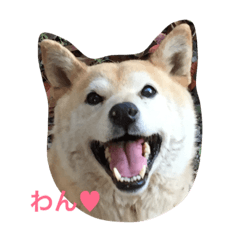 [LINEスタンプ] 猫3匹と犬2匹