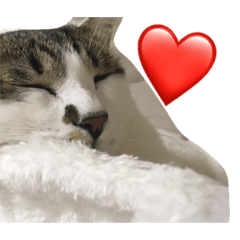 [LINEスタンプ] ゆる猫の、ゆるーいスタンプ