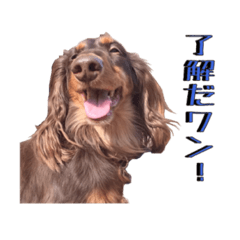 [LINEスタンプ] ☆友人の動物達☆