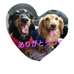 [LINEスタンプ] ぎん＆こた