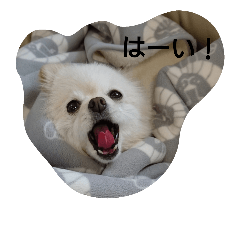 [LINEスタンプ] ポメラニアン・リロ