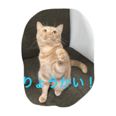 [LINEスタンプ] きなこ823  2