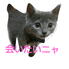 [LINEスタンプ] こねこのルナ