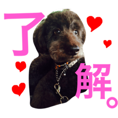 [LINEスタンプ] 愛犬のモコちゃんです♥️