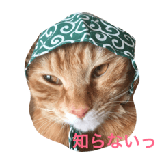 [LINEスタンプ] みーたろうの日常