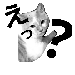 [LINEスタンプ] cat pokichan