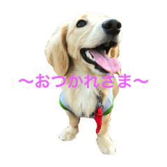 [LINEスタンプ] ミアと愉快な仲間たち