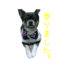 [LINEスタンプ] Chihuahuapome