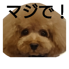 [LINEスタンプ] トイプードルのいろはちゃん❤️