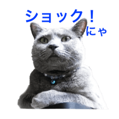 [LINEスタンプ] シャルトリュー 2