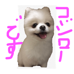 [LINEスタンプ] コジローのスタンプ