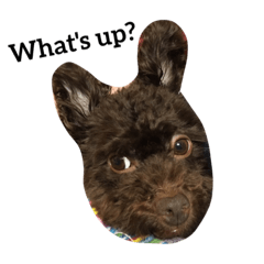 [LINEスタンプ] for Amo